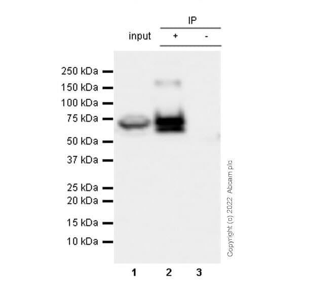Anti-CKAP4 antibody [EPR25713-62] (BSA and Azide free)(AB302540)