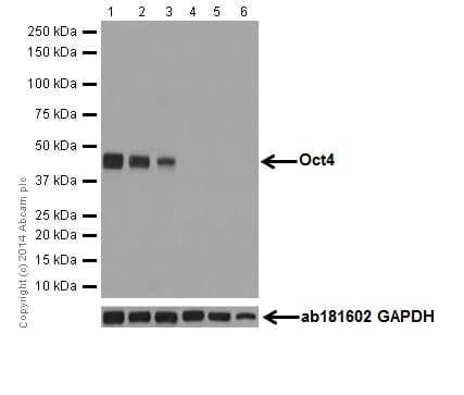 Anti-Oct4 antibody [EPR17980](AB200834)