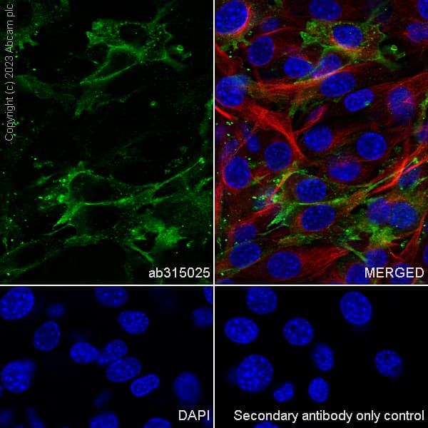 Marcks Antibody Epr28261 90 Bsa And Azide Free Ab315026  Immunocytochemistry Immunofluorescence Img423787