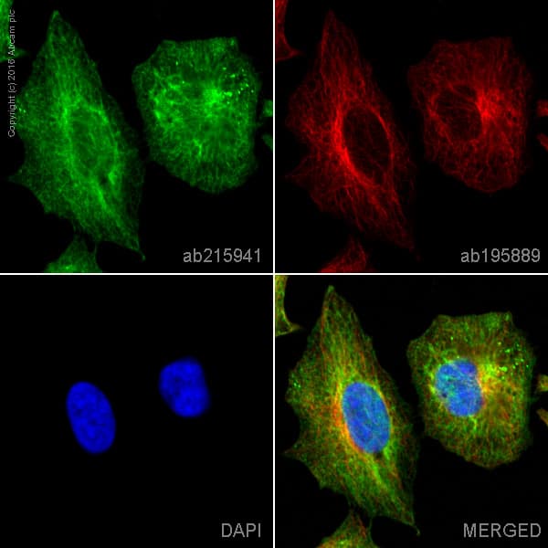 Alexa Fluor 488 Rrm2 Antibody Epr11820 Ab215941  Immunocytochemistry Immunofluorescence Img78567