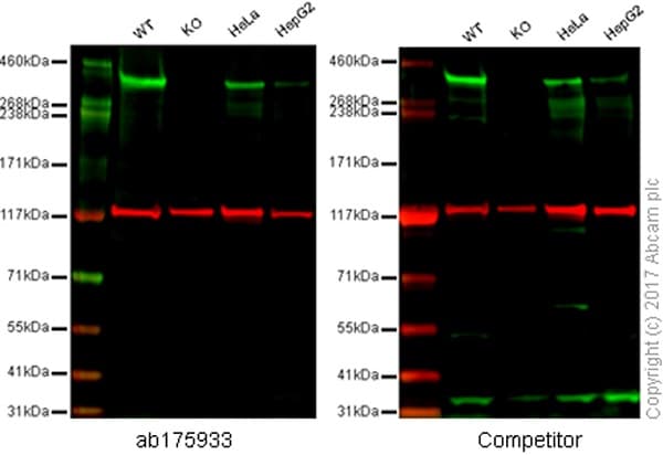 Anti-53BP1 antibody [EPR2172(2)](AB175933)