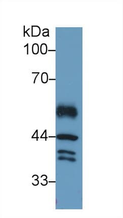Anti-IRF1 antibody(AB232861)