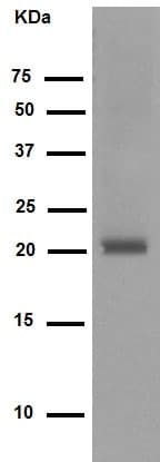 Dctn3 Antibody Epr5097 Ab124674  Western Blot Img94066