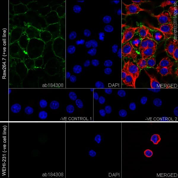 Anti-CD11b antibody [EPR19387] - BSA and Azide free(AB232427)