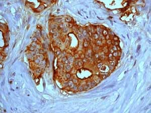 Anti-Ezrin antibody [EP886Y] - Plasma Membrane Marker(AB40839)