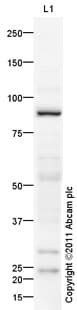 Goat Rabbit Igg H L Hrp Preadsorbed Ab97080  Western Blot Img84228