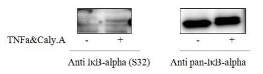 Phospho-IKB alpha (S32) and Total IKB alpha ELISA Kit(ab279828)