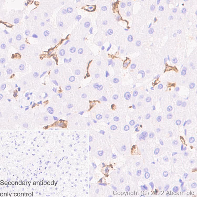Anti-Iba1 antibody [EPR16588] - Goat IgG (Chimeric) - BSA and Azide free(AB289876)