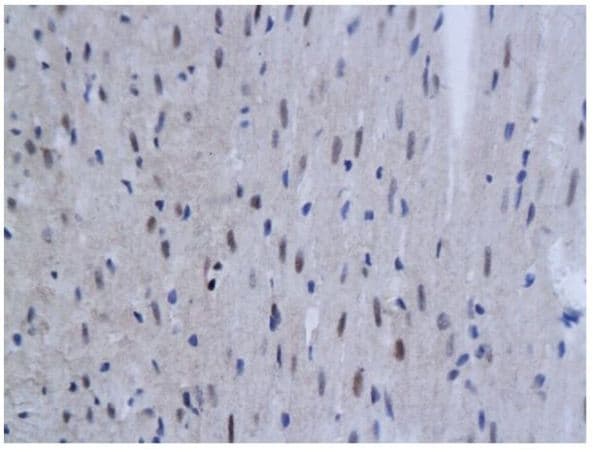 Tnfaip3 Antibody Ab217706  Immunohistochemistry Formalin Pfa Fixed Paraffin Embedded Sections Img77756
