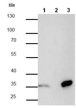 Anti-Strep-tag II antibody [GT661](AB184224)