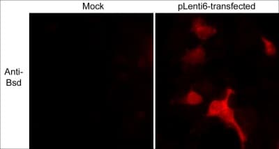 Bsd Antibody Ab38307  Immunocytochemistry Immunofluorescence Img38414