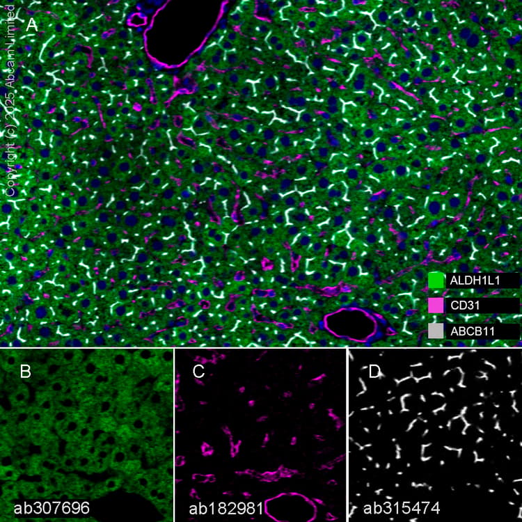 Aldh1l1 Antibody Epr25443 103 Astrocyte Marker Ab307696  Multiplex Immunohistochemistry Img446564