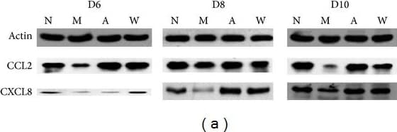Anti-MCP1 antibody(AB7202)