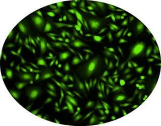 Cal-520, AM(AB171868)