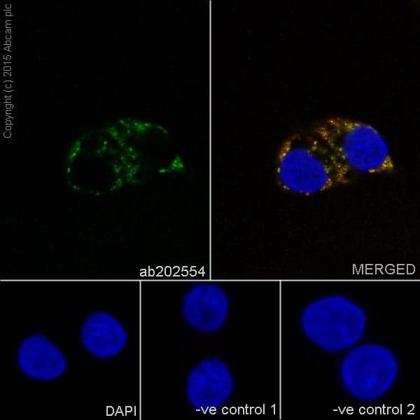 Anti-COX IV antibody [EPR9442(ABC)] - BSA and Azide free(AB231168)