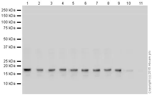 Human Histone H3 (di methyl K9) peptide(AB1772)