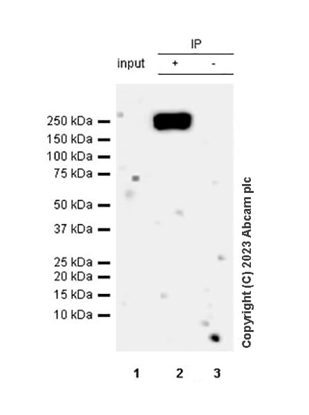 Anti-BRG1 antibody [EPR3912](AB108318)