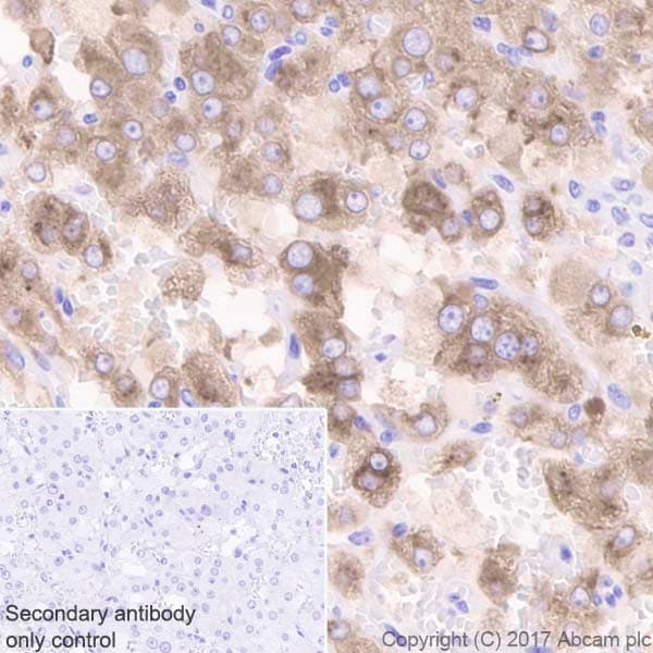 Anti-INSL3 antibody [EPR20739](ab227974)