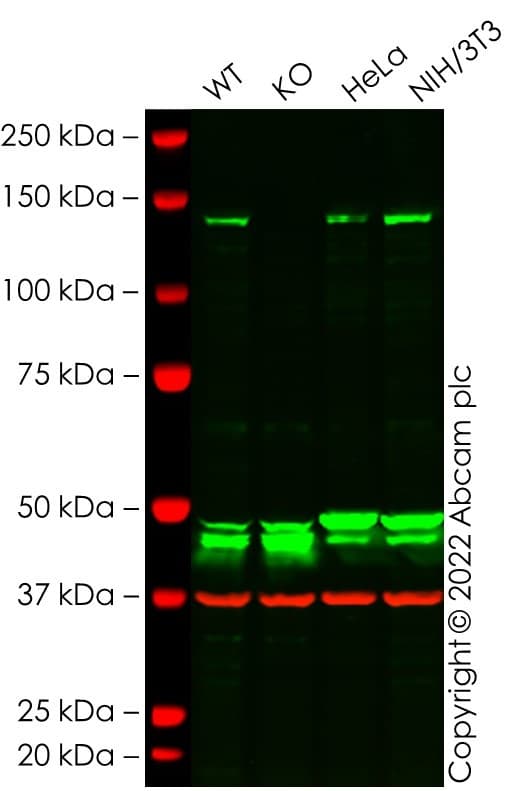 Anti-MSH3 antibody [RM405](AB275928)