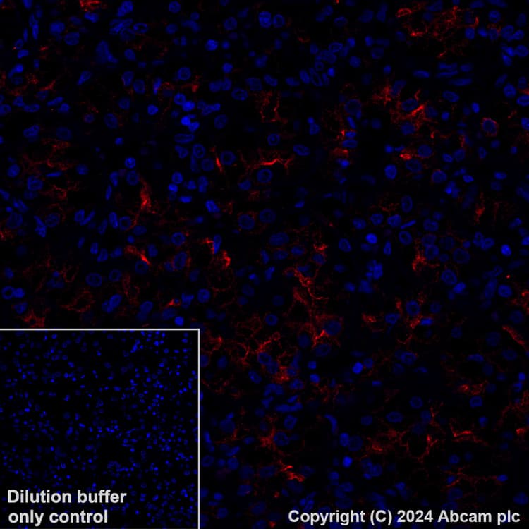Alexa Fluor® 647 Anti-Lrp2 / Megalin antibody [EPR26093-84](AB317712)