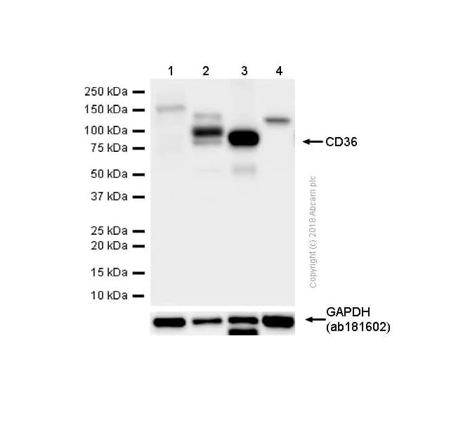Anti-CD36 antibody [EPR6573](AB133625)