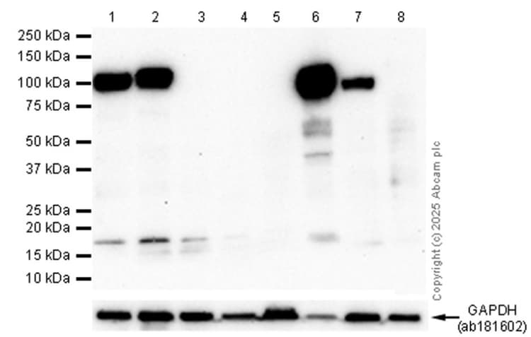 Anti-CD34 antibody [EP373Y](AB81289)
