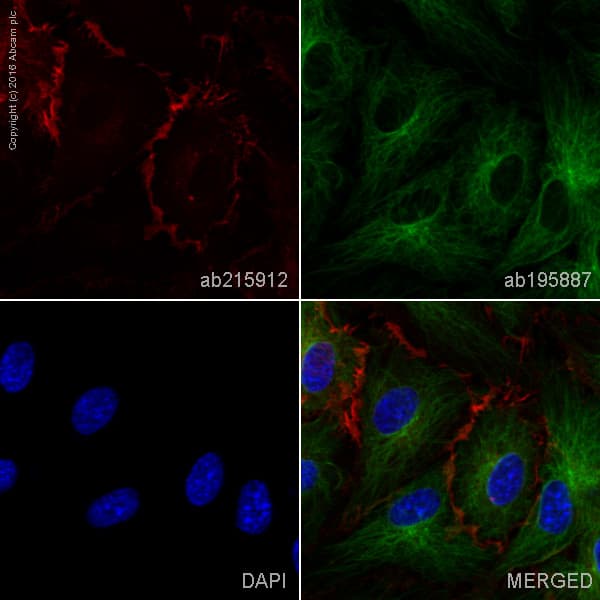 Alexa Fluor® 647 Anti-CD31 antibody [JC/70A](AB215912)