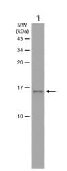 Anti-Histone H2A.Z antibody - ChIP Grade(ab97966)