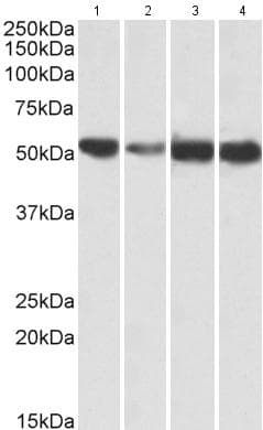 Anti-ATP5A antibody(AB188107)