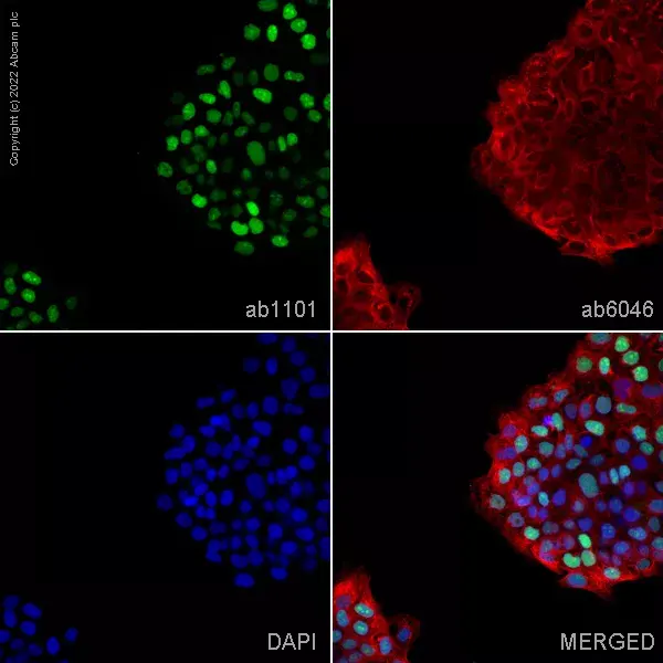 Goat Anti-Rabbit IgG H&L (Alexa Fluor® 594)(AB150080)