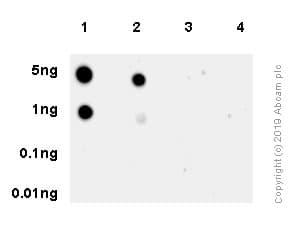 Rps6 Phospho S240 S244 Antibody Sp45 Ab81081  Dot Blot Img4050