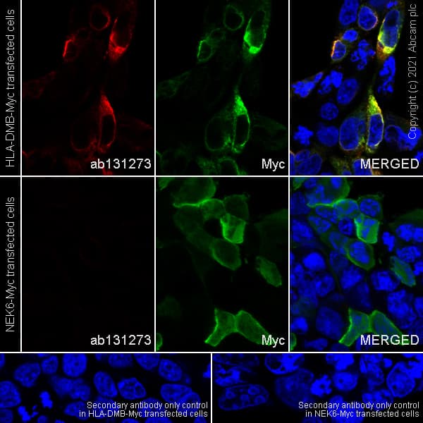 Alexa Fluor® 488 Anti-Myc tag antibody [9E10](AB202008)