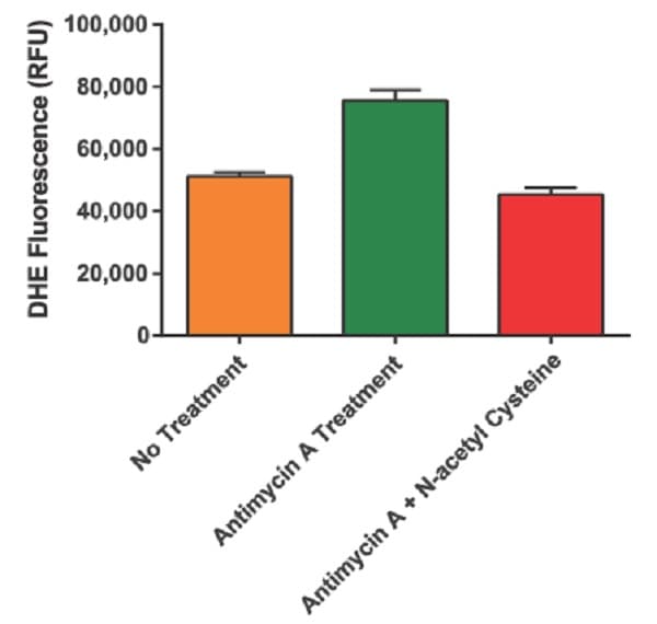 DHE (Dihydroethidium) Assay Kit - Reactive Oxygen Species(ab236206)