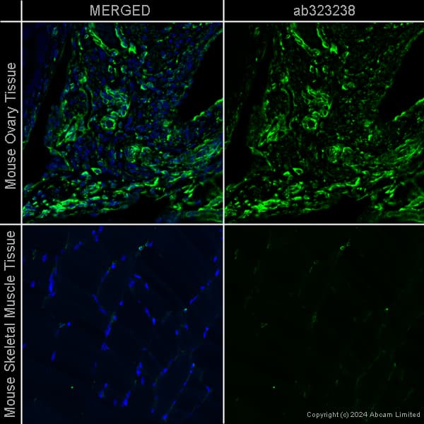 Goat Anti-Chicken IgY H&L (Alexa Fluor® 488) preadsorbed(AB150173)