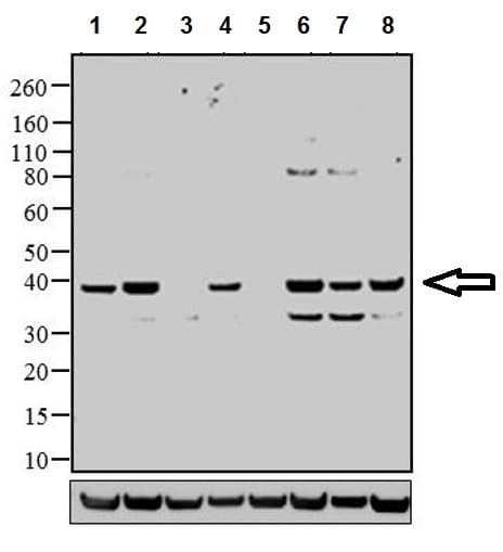 Anti-p38 (phospho T180 + Y182) antibody(AB4822)