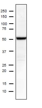 Anti-Influenza A Virus Nucleoprotein antibody [C43](AB128193)