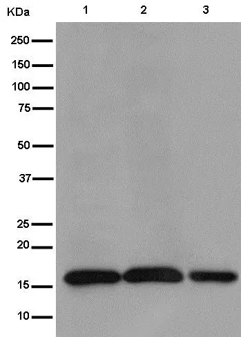 Anti-TOMM20 antibody [EPR15581-54] - Mitochondrial Marker(AB186735)
