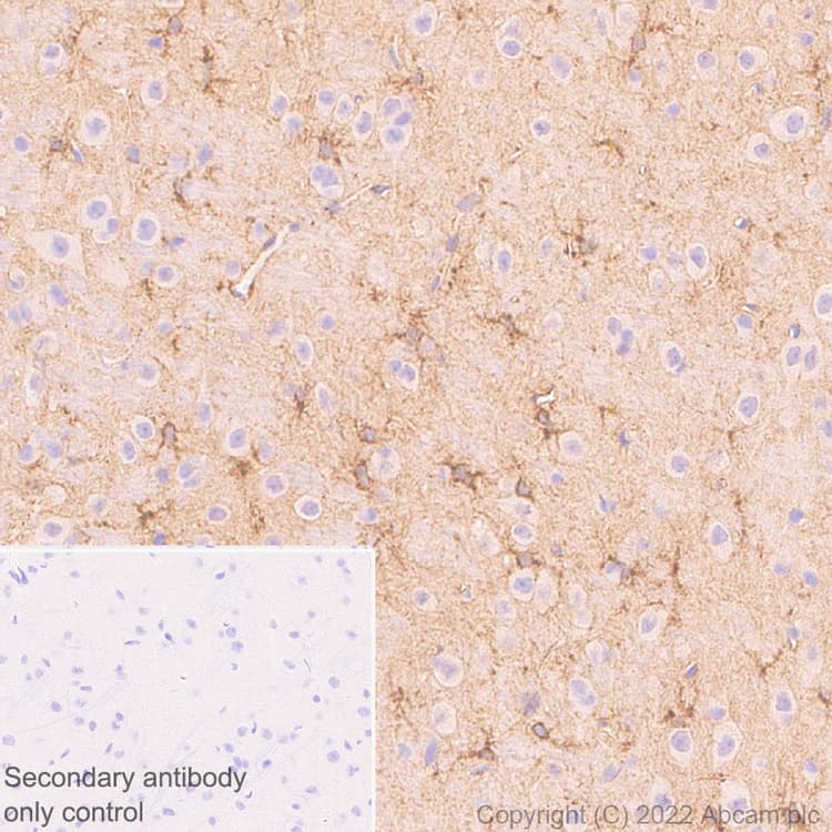Aldh1l1 Antibody Epr25443 103 Astrocyte Marker Ab307696  Immunohistochemistry Formalin Pfa Fixed Paraffin Embedded Sections Img407611