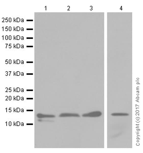 Anti-RBX1 antibody [EPR20185](AB221548)