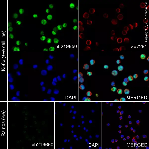 Anti-PRAME antibody [EPR20330] - BSA and Azide free(AB232571)