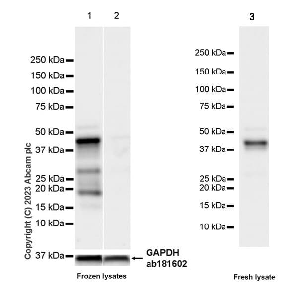 Anti-FOXF1 antibody [EPR27368-79](AB308633)