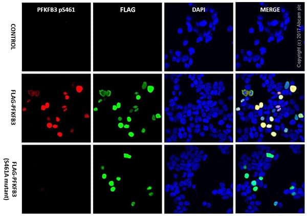 Anti-PFKFB3 (phospho S461) antibody [EPR19735](AB202291)