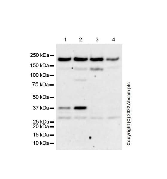 Anti-SLK antibody [EPR25108-252] (BSA and Azide free)(AB302537)