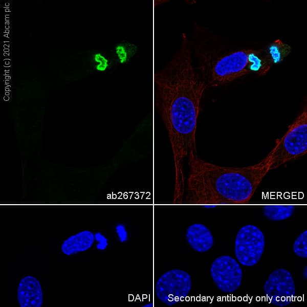 Anti-Histone H3 (phospho S10) antibody [EPR24060-36](AB267372)
