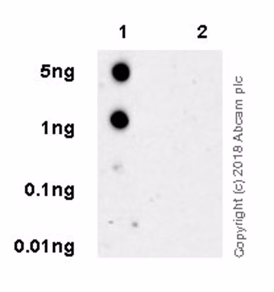 Tau Phospho T181 Antibody Epadxr4 Ab232849 Dot Blot Img6080