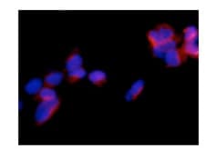 Sdhaf1 Antibody Epr13380 Bsa And Azide Free Ab250820  Immunocytochemistry Immunofluorescence Img51653