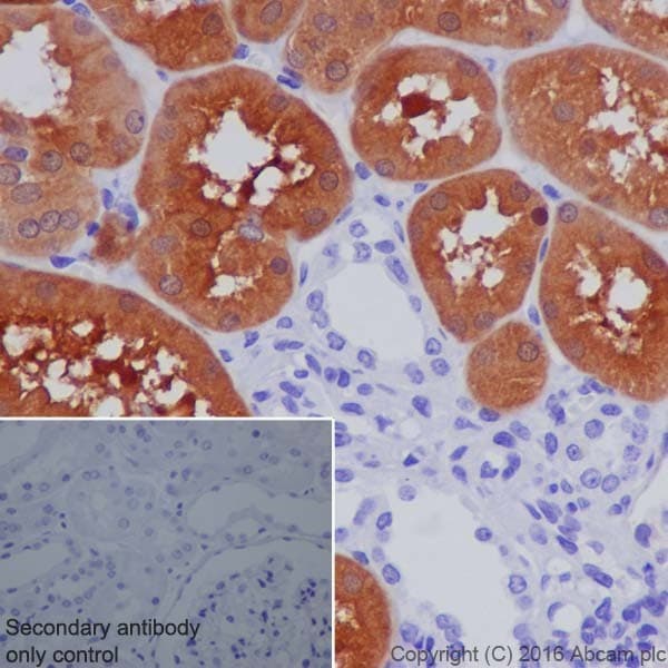 Gda Antibody Epr18751 Ab210606  Immunohistochemistry Formalin Pfa Fixed Paraffin Embedded Sections Img45379