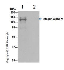 Anti-Integrin alpha V antibody [EPR16800](AB179475)