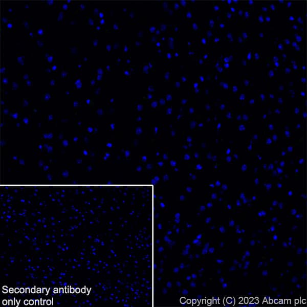 Fyco1 Antibody Epr28361 79 Bsa And Azide Free Ab316013  Immunohistochemistry Frozen Sections Img426155
