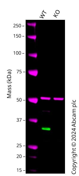 Anti-Cdk2 antibody [E304](AB32147)
